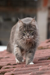 Obraz premium Closed up of domestic adorable black grey Maine Coon kitten, young peaceful cat in sunshine day