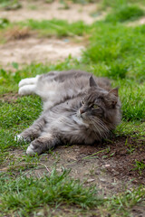 Fototapeta premium Closed up of domestic adorable black grey Maine Coon kitten, young peaceful cat in sunshine day