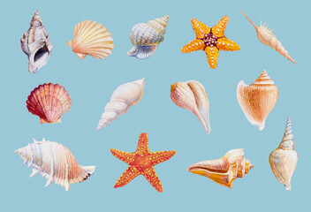Hand drawn shellfish and starfish on white background, Vector illustration.
