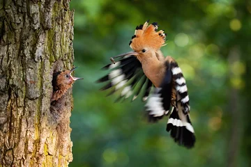 Zelfklevend Fotobehang Eurasian hoopoe breeding in nest inside tree and feeding young chick. Parent bird passing food to young offspring midair. Wild animal with wings and crest landing down. © WildMedia