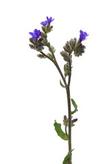 Fototapeta premium Blue field flowers isolated on white background with clipping path