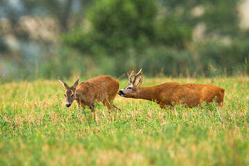 Roe deer buck with antlers following doe and licking her to feel hormones in rutting season....