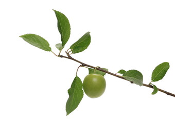 Wild green plum on twig with leaves isolated on white background, clipping path