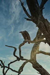 Geier auf dem baum