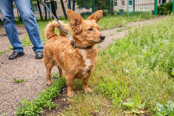 Naklejka premium Unknown breed red dog takes a morning walk on wet asphalt and green grass.