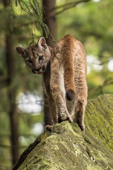 Cougar (Puma concolor), also commonly known as the mountain lion, puma, panther, or catamount. is the greatest of any large wild terrestrial mammal in the western hemisphere.