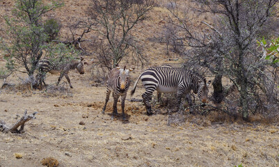 Obraz premium Zebras im Naturreservat im National Park Südafrika 