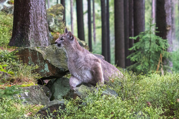 Cougar (Puma concolor), also commonly known as the mountain lion, puma, panther, or catamount. is the greatest of any large wild terrestrial mammal in the western hemisphere.