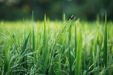 Young green rice plants in the field