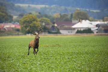 Male red deer, cervus elaphus, stag rushing away from houses on field with green leaves. Mammal...