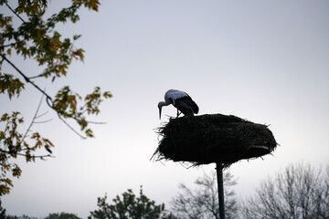 stork in the nest