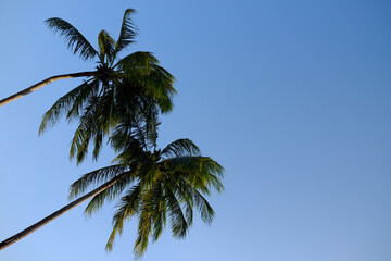 Obraz na płótnie Canvas Coconut trees on blue background.