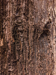 Obraz premium Beautiful view of closeup tree bark texture