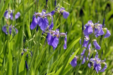 Bright flowers of irises with green leaves on a summer sunny day