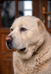 Head of Alabai, a Central Asian shepherd, close-up.