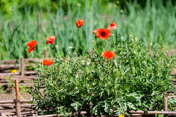 Close up of many red poppy flowers and blurred green leaves in a British cottage style garden in a sunny summer day, beautiful outdoor floral background photographed with soft focus.