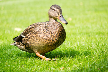 Duck on bright grass