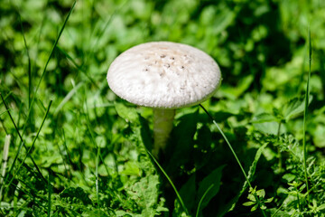 Close up of one white Agaricus mushroom and blurred green grass in a forest, in a sunny summer day.