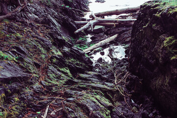 Green Moss by Tidepool