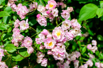 Bush with many delicate white and pink roses in full bloom and green leaves in a garden in a sunny summer day, beautiful outdoor floral background photographed with soft focus.