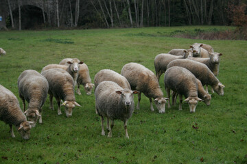 Obraz premium flock of sheep on a meadow