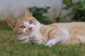 Ginger Cat, also called Tabby Cat, playing on the lawn.