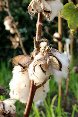 Cotton growing naturally. Subtly lit by sunlight. Botanical name Gossypium hirsutum.