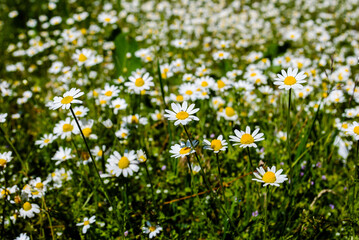 Daisies are blooming on the field