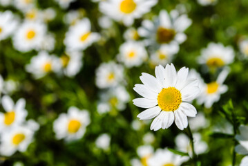 Daisies are blooming on the field