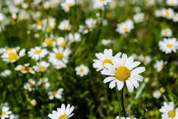 Chamomile field, blooming daisies.