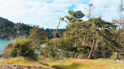 Trees on a Windy Cliff