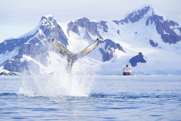 Humpback whale tale flapping in Antarctica at 