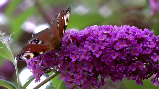 European Peacock Butterfly collecting nectar from a purple Buddleia bush.