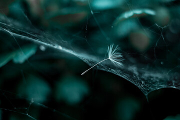a dandelion umbrella entangled in a spider's web