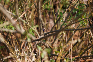 Singing Bluethroat (Luscinia svecica) on the branch