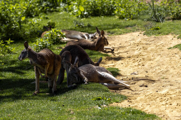 Group of resting Red Kangaroo, Macropus rufus, resting on grass © vladislav333222