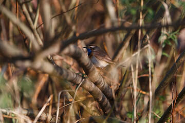 Singing Bluethroat (Luscinia svecica) on the branch