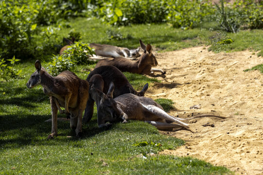 Group Of Resting Red Kangaroo, Macropus Rufus, Resting On Grass