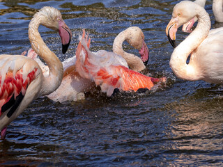 A group of Dew Flamingos, Phoenicopterus roseus, bathing in shallow water in the morning