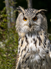 Bubo bubo, Eagle owl, with beautiful orange eyes looking intently around