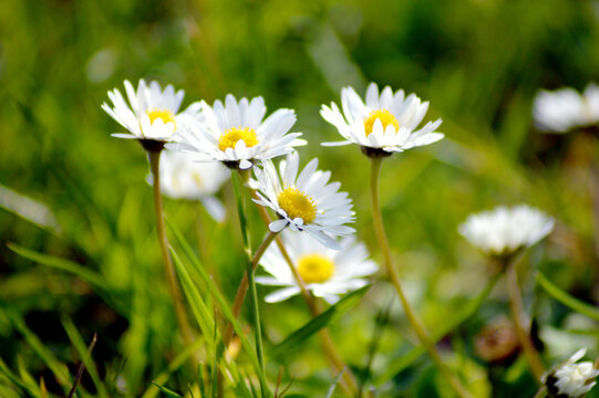 white daisies in the grass