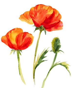 Hand draw watercolor poppy flowers illustration isolated. Painting for textil, crafters, greeting cards, prints, posters, wedding invitations and wedding decor, summer flower maquies.