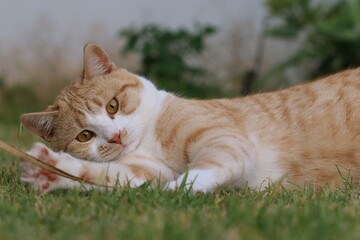 Ginger Cat, also called Tabby Cat, playing on the lawn.