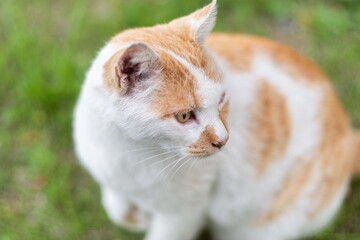 かわいい猫ちゃん　　茶白猫