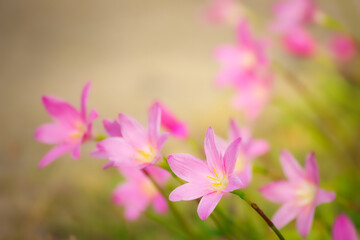 Fototapeta premium pink flowers in spring