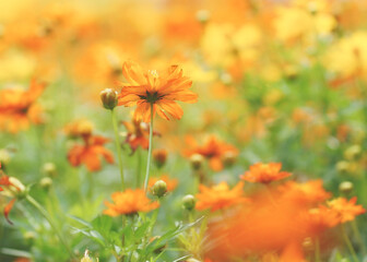 orange flowers in the field
