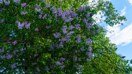 Purple Lilac flowers with copy space. Blooming bush of purple lilacs in spring.