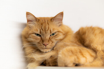 くつろぐ猫　　茶トラ猫