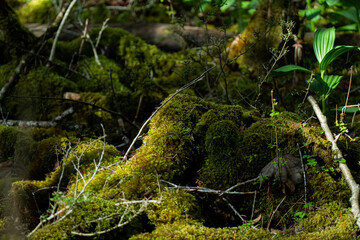 苔むしる森　　コケ