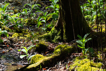 苔むしる森　　コケ